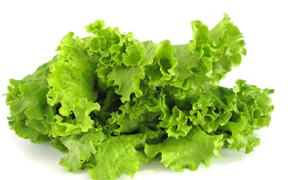 How to Say “Lettuce” in French? What is the meaning of “Laitue”?