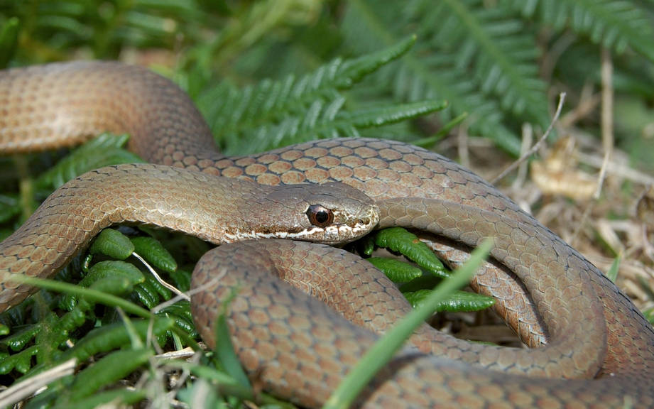 snake-kanji-symbol