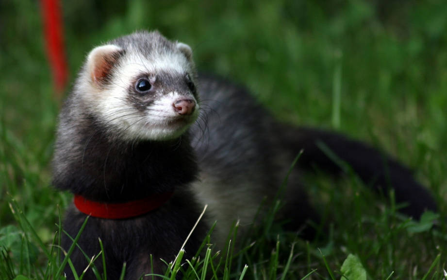 How to Say “Ferret” in French? What is the meaning of “Furet”?