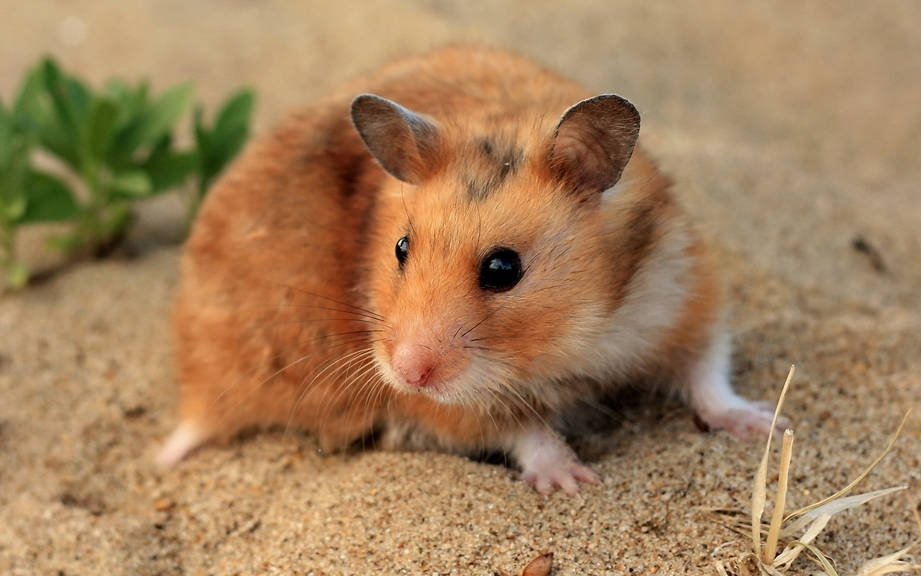 how-to-say-hamster-in-french-what-is-the-meaning-of-hamster-ouino