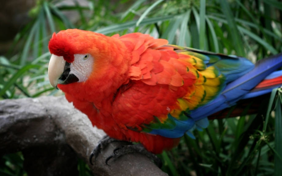 How to Say “Parrot” in French? What is the meaning of “Perroquet”?