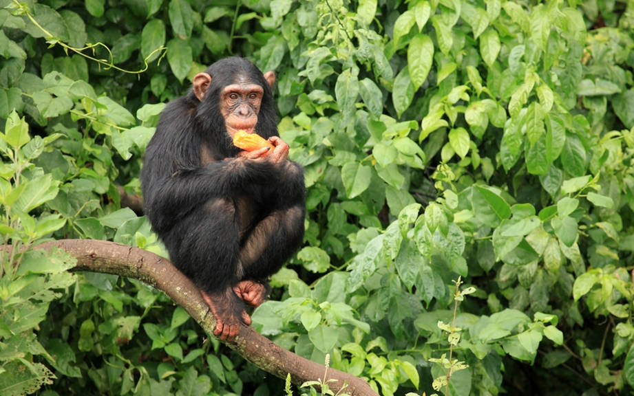 How to Say “Chimpanzee” in French? What is the meaning of “Chimpanzé”?