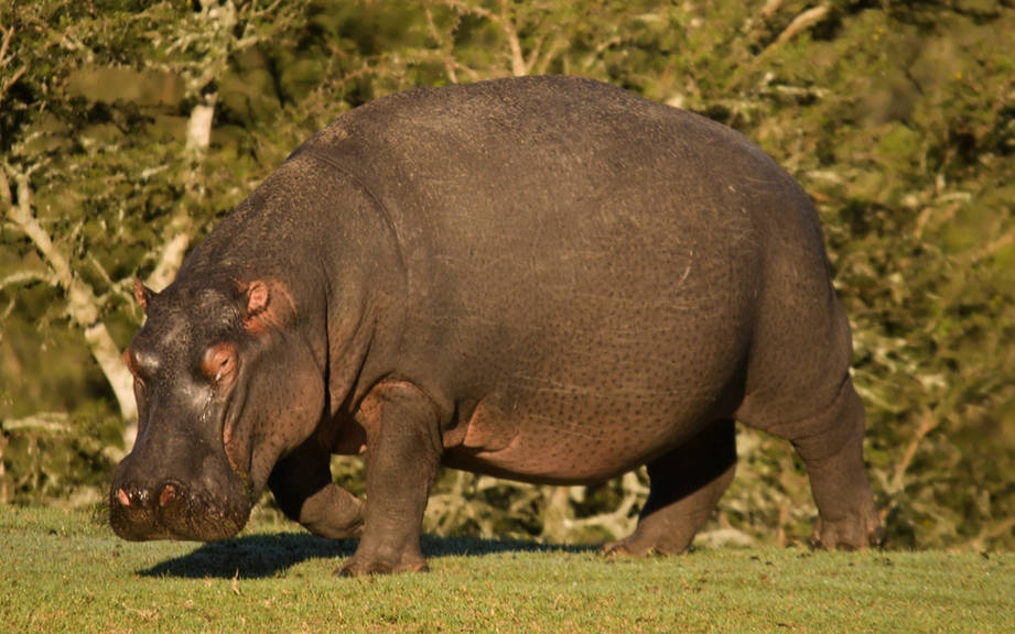 How to Say “Hippopotamus” in French? What is the meaning of “Hippopotame”?