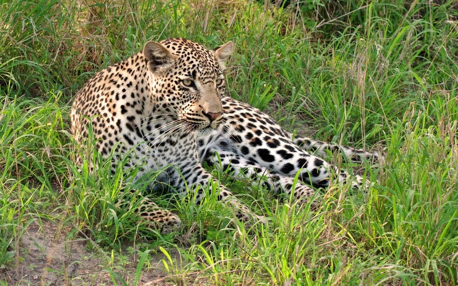 How to Say “Leopard” in French? What is the meaning of “Léopard”?