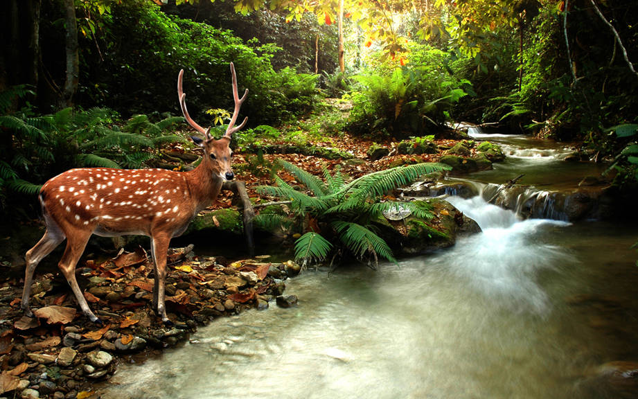 How to Say “Forest animals” in French? What is the meaning of “Animaux de la forêt”?