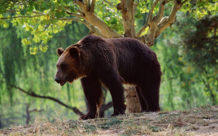 How to Say “Bear” in French? What is the meaning of “Ours”?