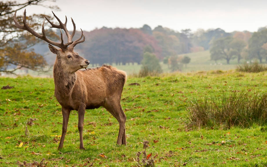 How to Say “Deer” in French? What is the meaning of “Cerf”?