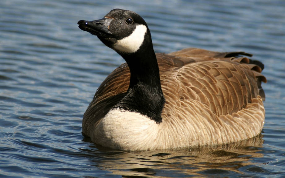  How To Say Goose In French What Is The Meaning Of Oie OUINO