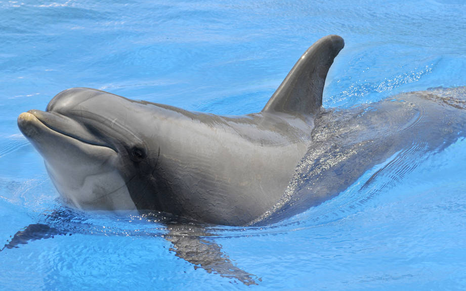 How To Say Baby Dolphin In French