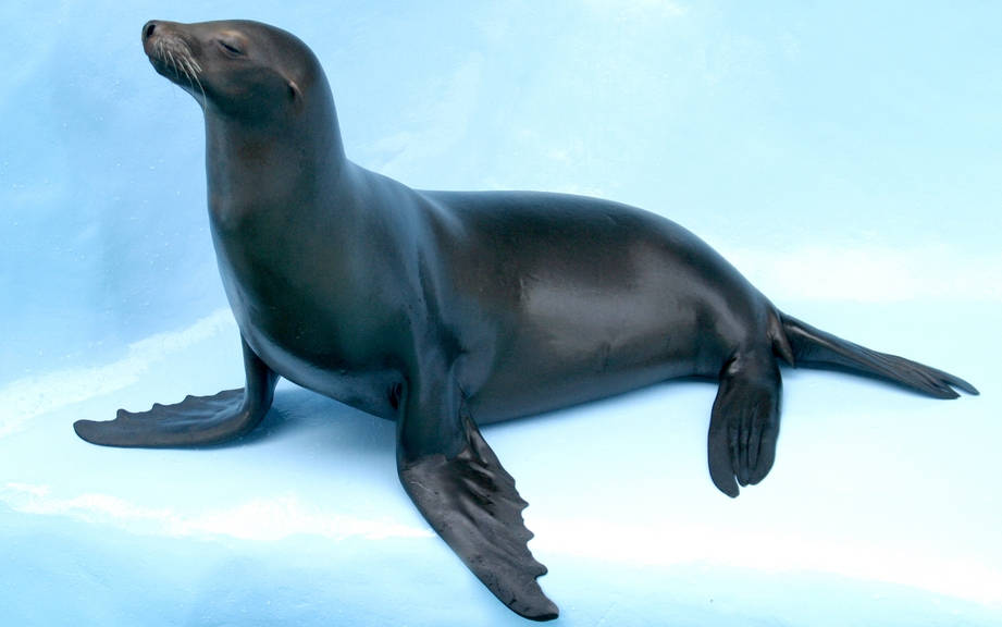 How To Say Seal In French What Is The Meaning Of Phoque OUINO