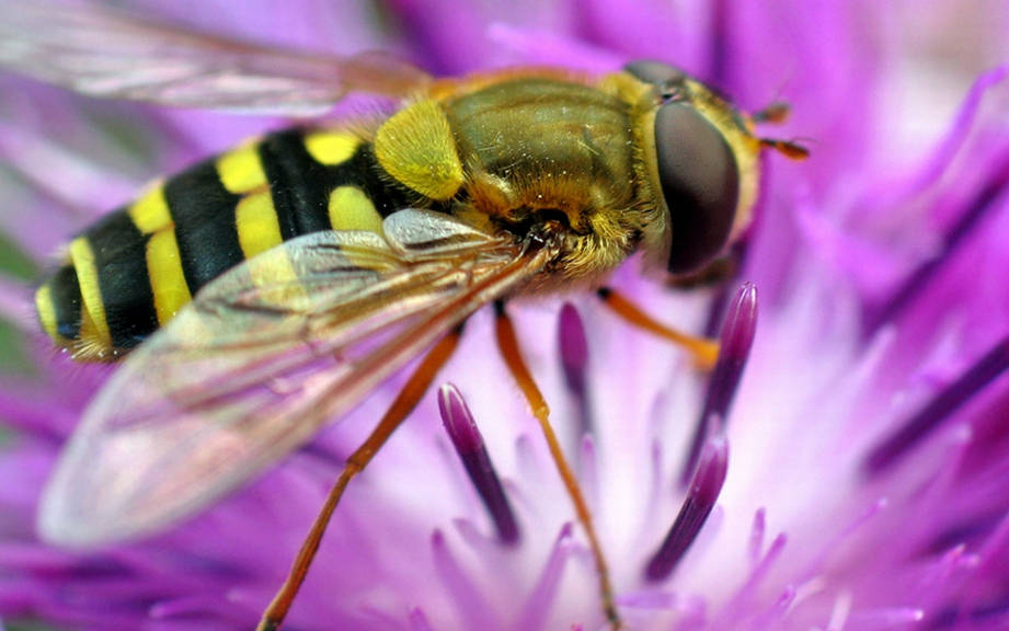 How to Say “Wasp” in French? What is the meaning of “Guêpe”?