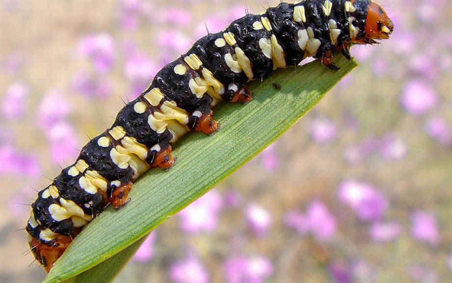 How to Say “Caterpillar” in French? What is the meaning of “Chenille”?