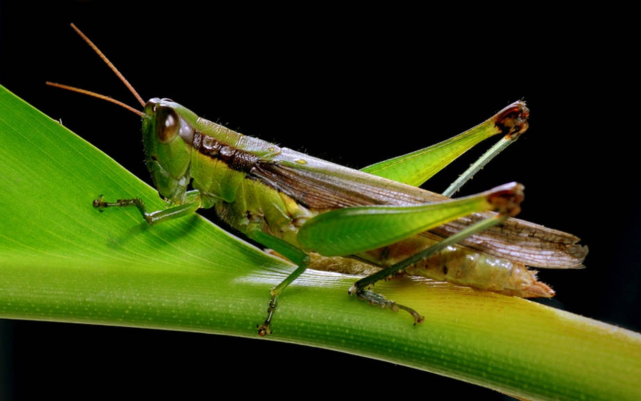 How to Say “Grasshopper” in French? What is the meaning of “Sauterelle”?