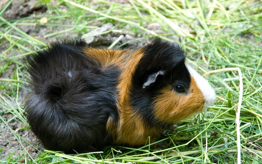 How to Say “Guinea pig” in German? What is the meaning of “Meerschweinchen”?