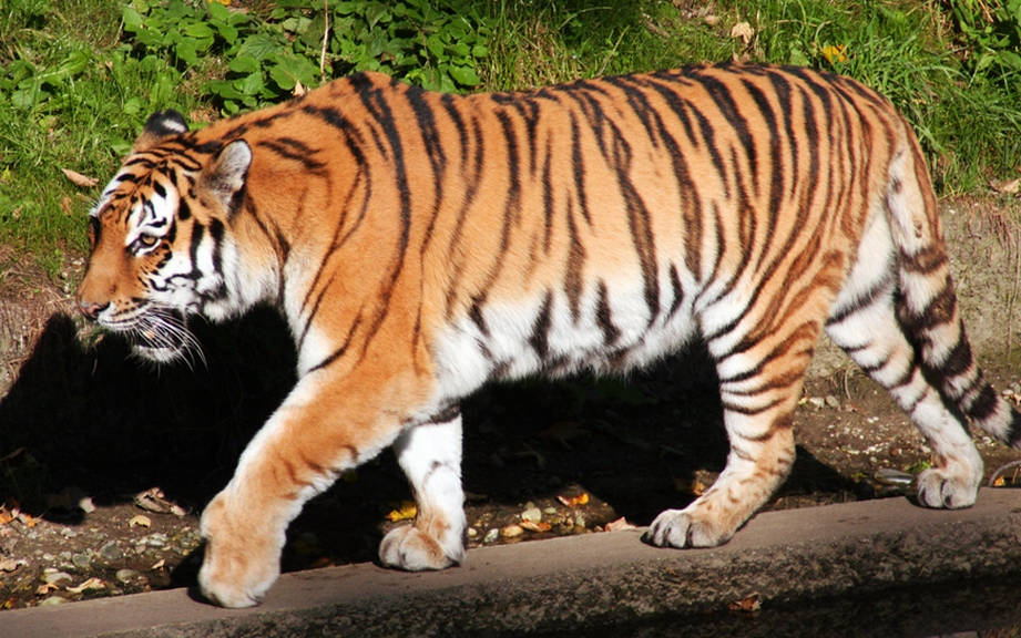 How To Say Tiger In German What Is The Meaning Of Tiger Ouino