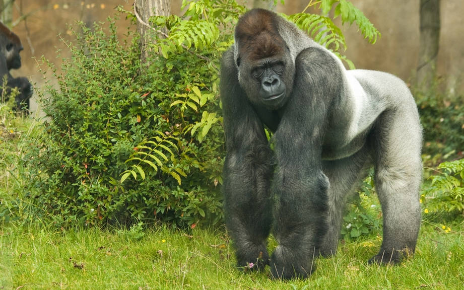 How to Say “Gorilla” in German? What is the meaning of “Gorilla”?