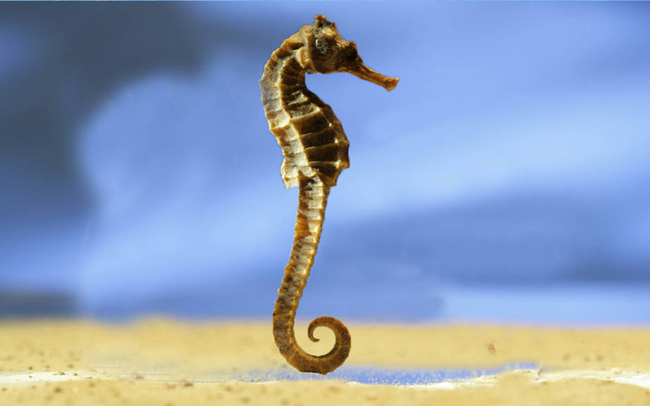 How to Say “Sea horse” in German? What is the meaning of “Seepferdchen”?