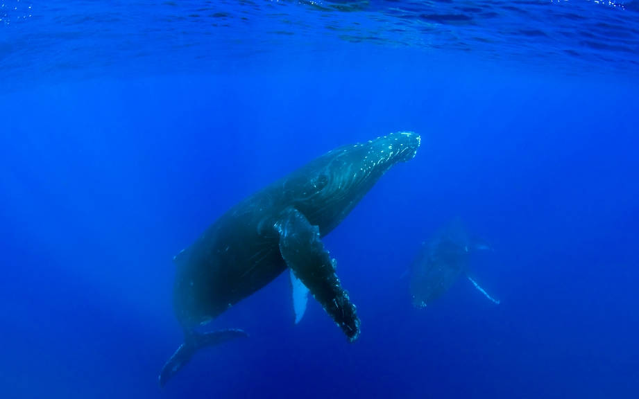 How to Say “Whale” in German? What is the meaning of “Wal”?