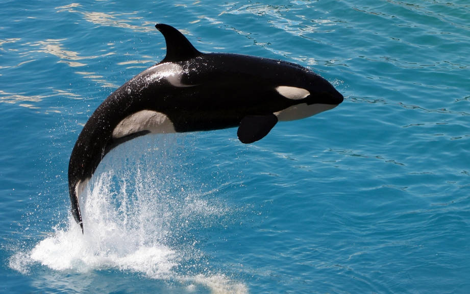 How to Say “Killer whale” in German? What is the meaning of “Schwertwal”?