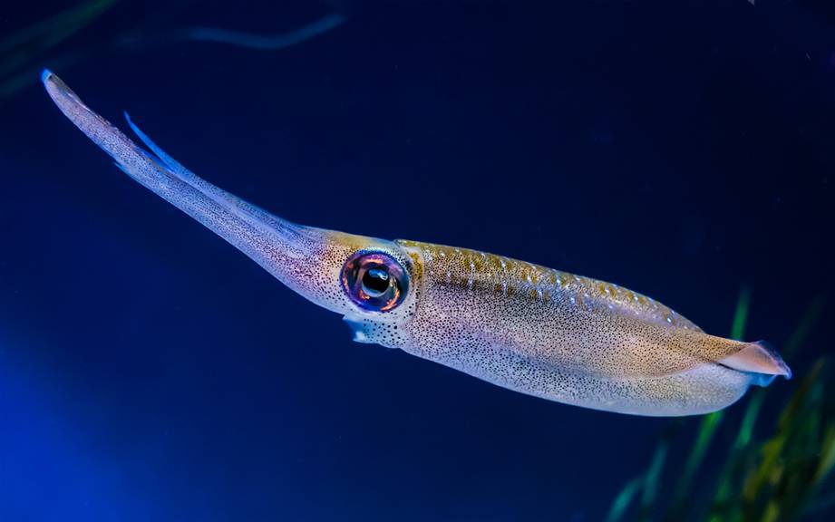 How to Say “Squid” in German? What is the meaning of “Tintenfisch”?