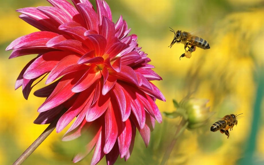 Learn German Insects