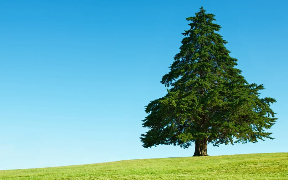 How to Say “Tree” in German? What is the meaning of “Baum”?