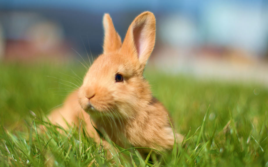 How To Say Rabbit In Cajun French