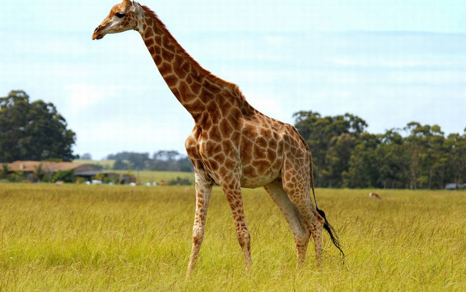 How to Say “Giraffe” in Italian? What is the meaning of “Giraffa”?