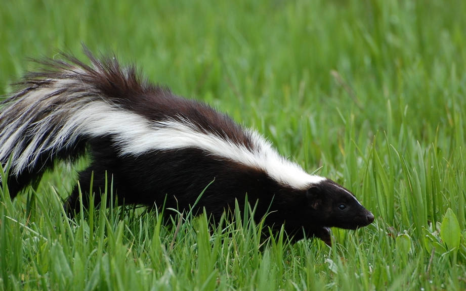 How to Say “Skunk” in Italian? What is the meaning of “Puzzola”?