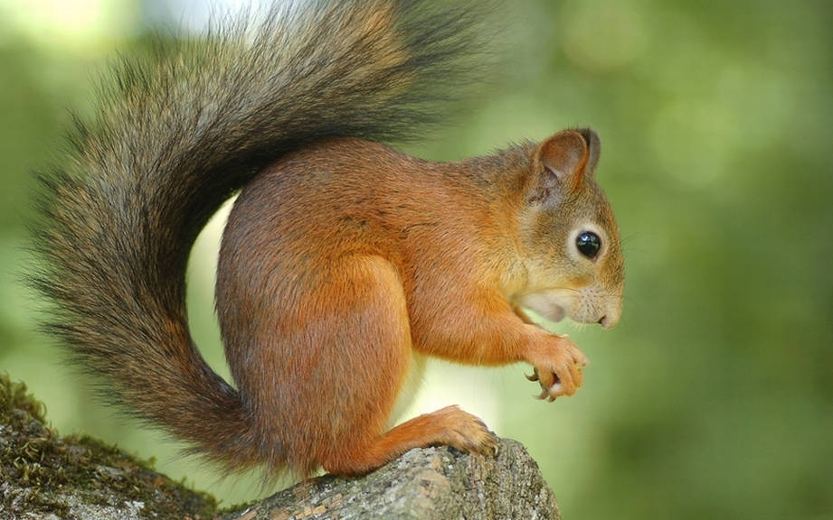 How to Say “Squirrel” in Italian? What is the meaning of “Scoiattolo”?