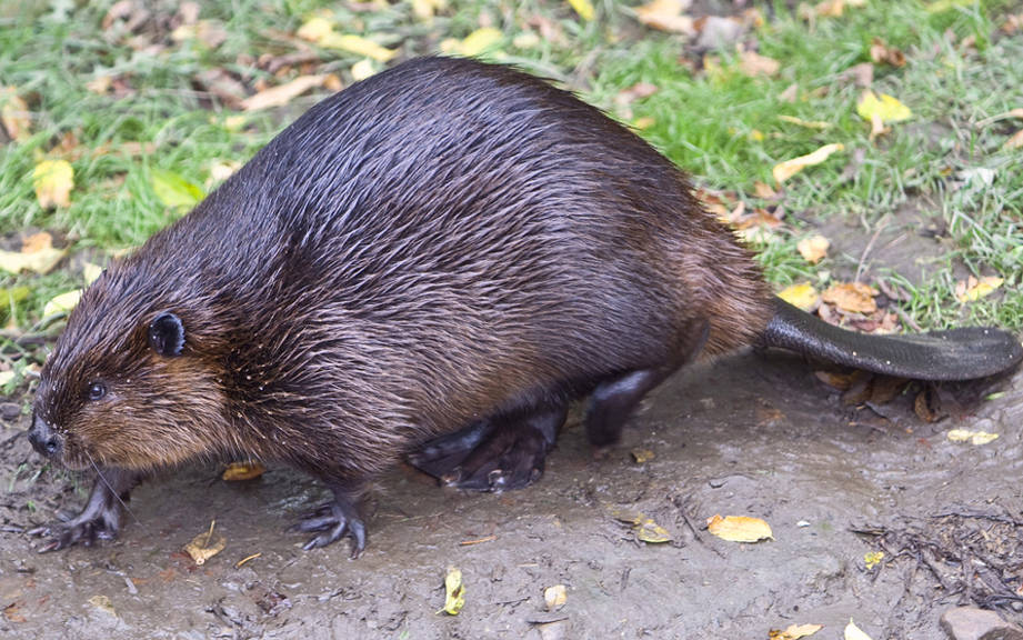 How to Say “Beaver” in Italian? What is the meaning of “Castoro”?