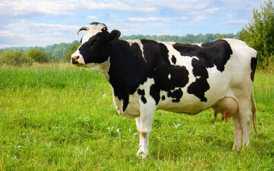 How to Say “Cow” in Italian? What is the meaning of “Mucca”?