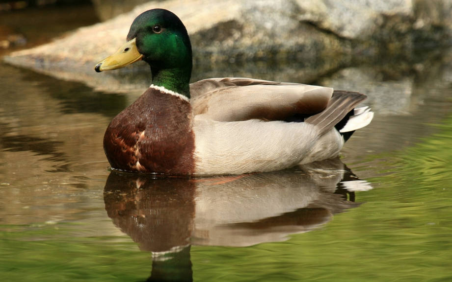 How to Say “Duck” in Italian? What is the meaning of “Anatra”?