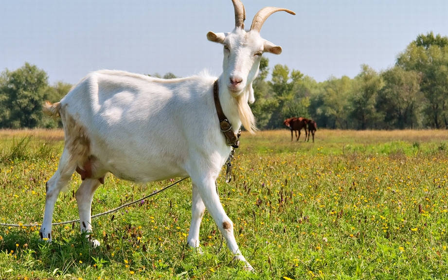 How to Say “Goat” in Italian? What is the meaning of “Capra”?