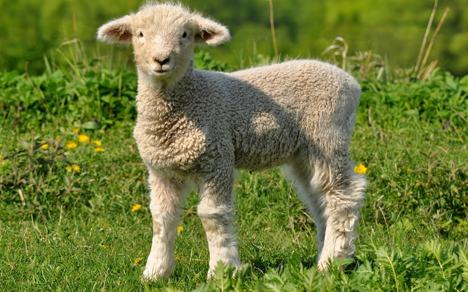 How to Say “Lamb” in Italian? What is the meaning of “Agnello”?