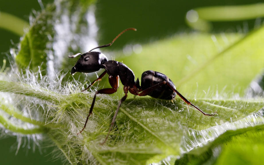 How to Say “Ant” in Italian? What is the meaning of “Formica”?