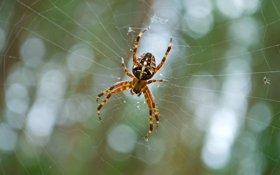 How to Say “Spider” in Italian? What is the meaning of “Ragno”?