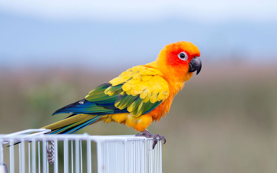 How to Say “Bird” in Spanish? What is the meaning of “Pájaro”? OUINO