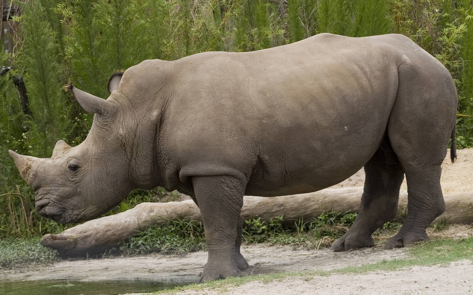 rhinoceros in spanish