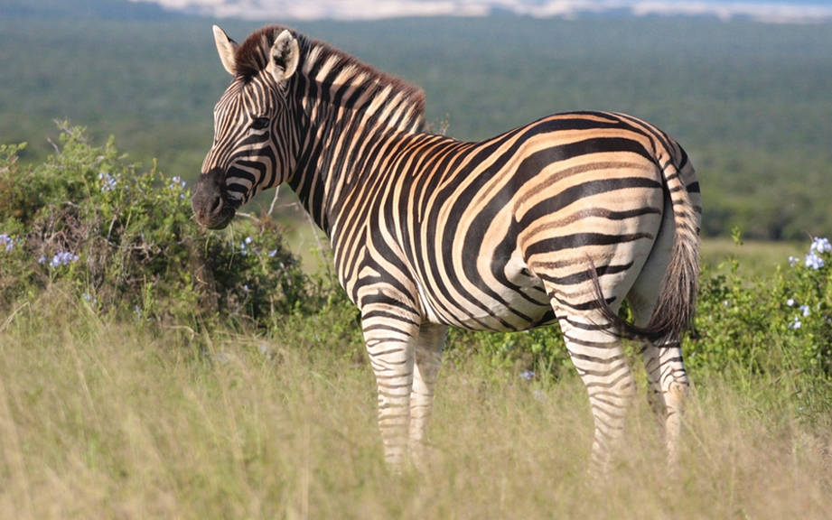 How to Say “Zebra” in Spanish? What is the meaning of “Cebra”?