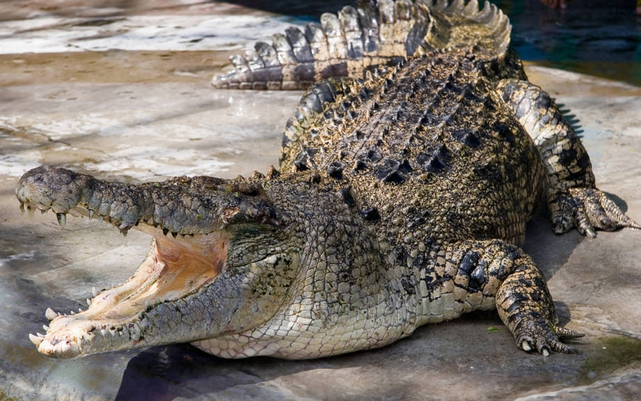 how-to-say-crocodile-in-spanish-what-is-the-meaning-of-cocodrilo