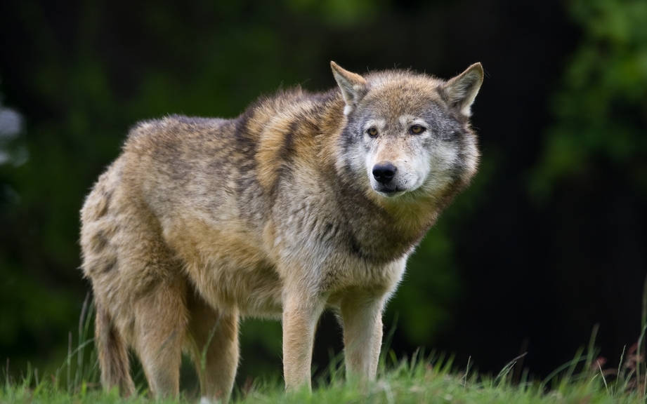 How to Say “Wolf” in Spanish? What is the meaning of “Lobo”?