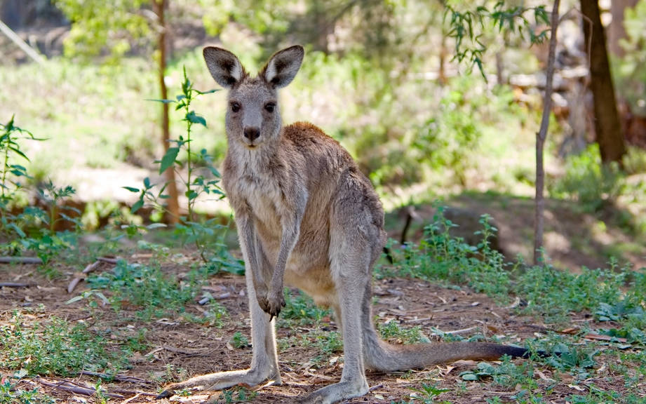 How to Say “Kangaroo” in Spanish? What is the meaning of “Canguro”?