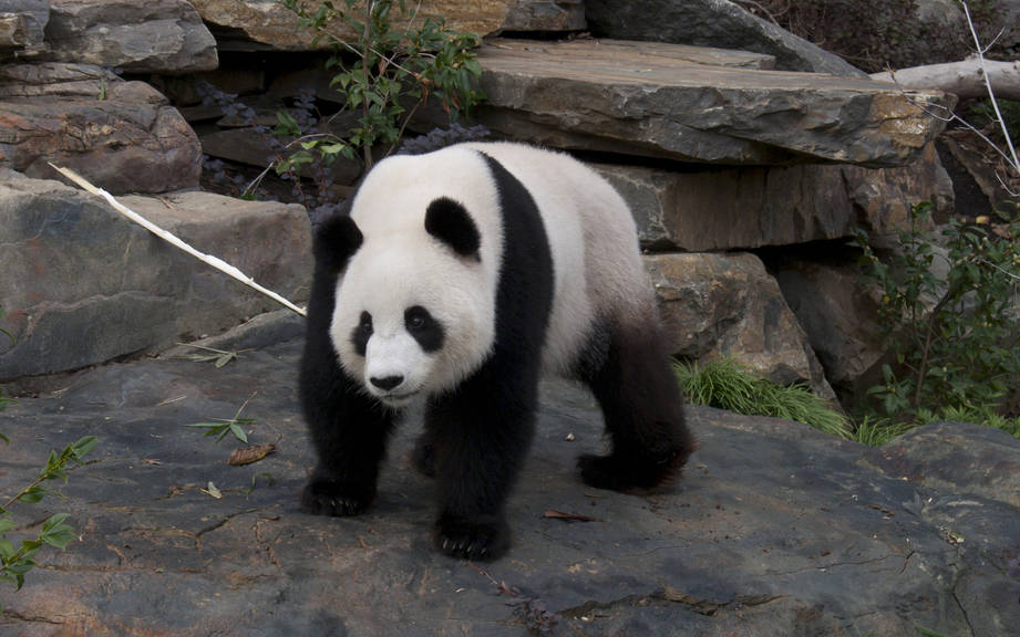 How to Say “Panda” in Spanish? What is the meaning of “Oso panda”?