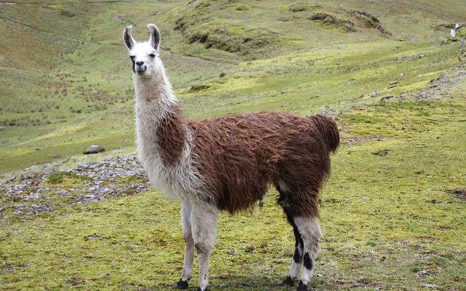 how-to-say-llama-in-spanish-what-is-the-meaning-of-llama-ouino