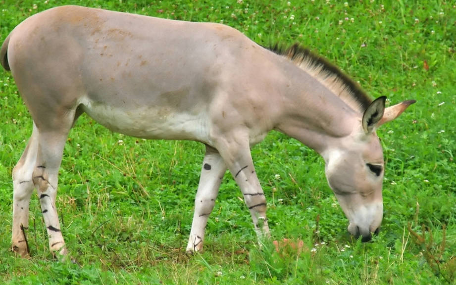 How to Say “Donkey” in Spanish? What is the meaning of “Burro”?