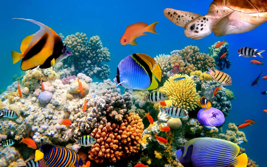 How to Say “Aquatic animals” in Spanish? What is the meaning of “Animales acuáticos”?