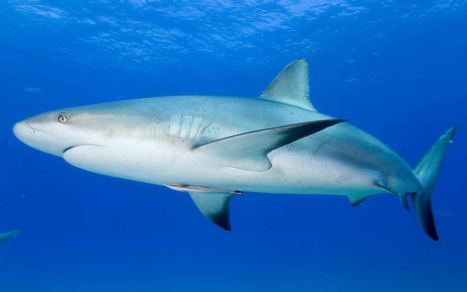 How to Say “Shark” in Spanish? What is the meaning of “Tiburón”?