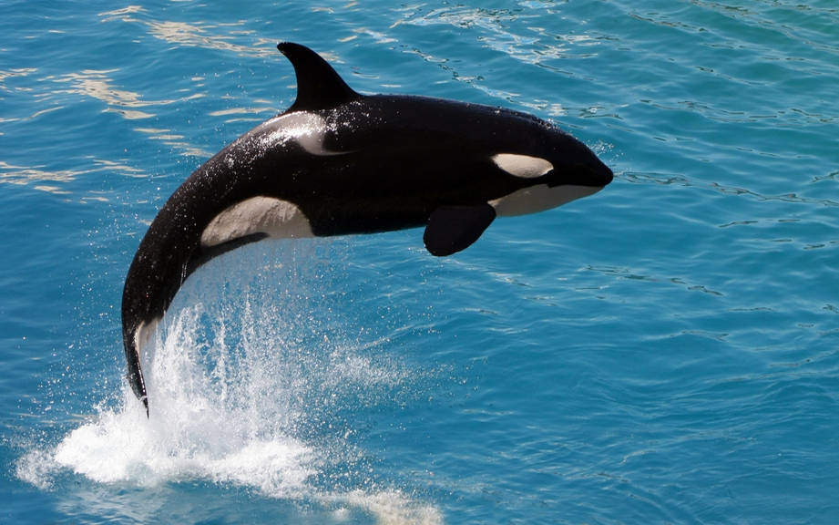 How to Say “Killer whale” in Spanish? What is the meaning of “Orca”?