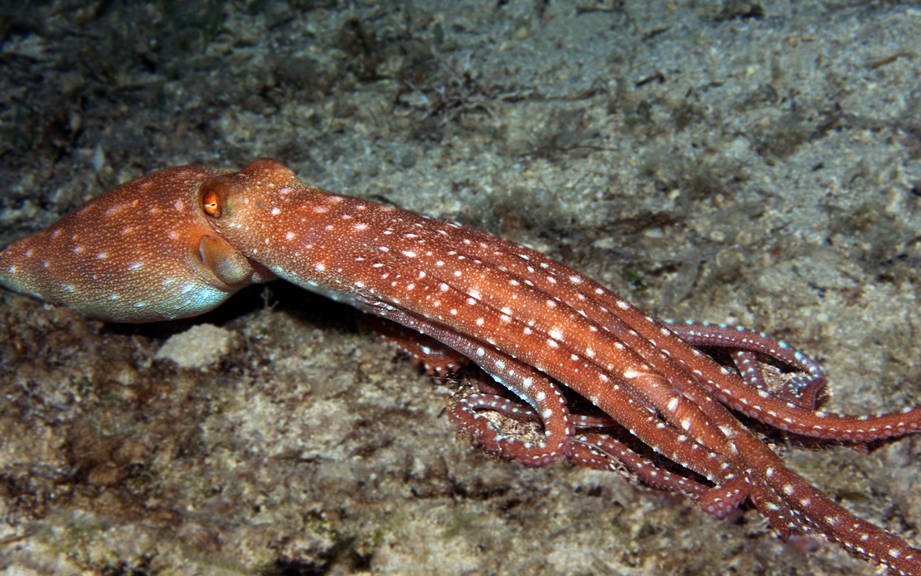 How to Say “Octopus” in Spanish? What is the meaning of “Pulpo”?